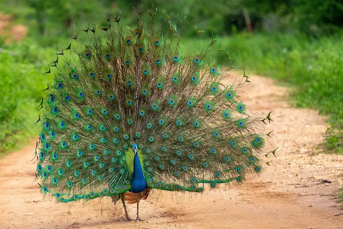 Yala Wildlife Safari