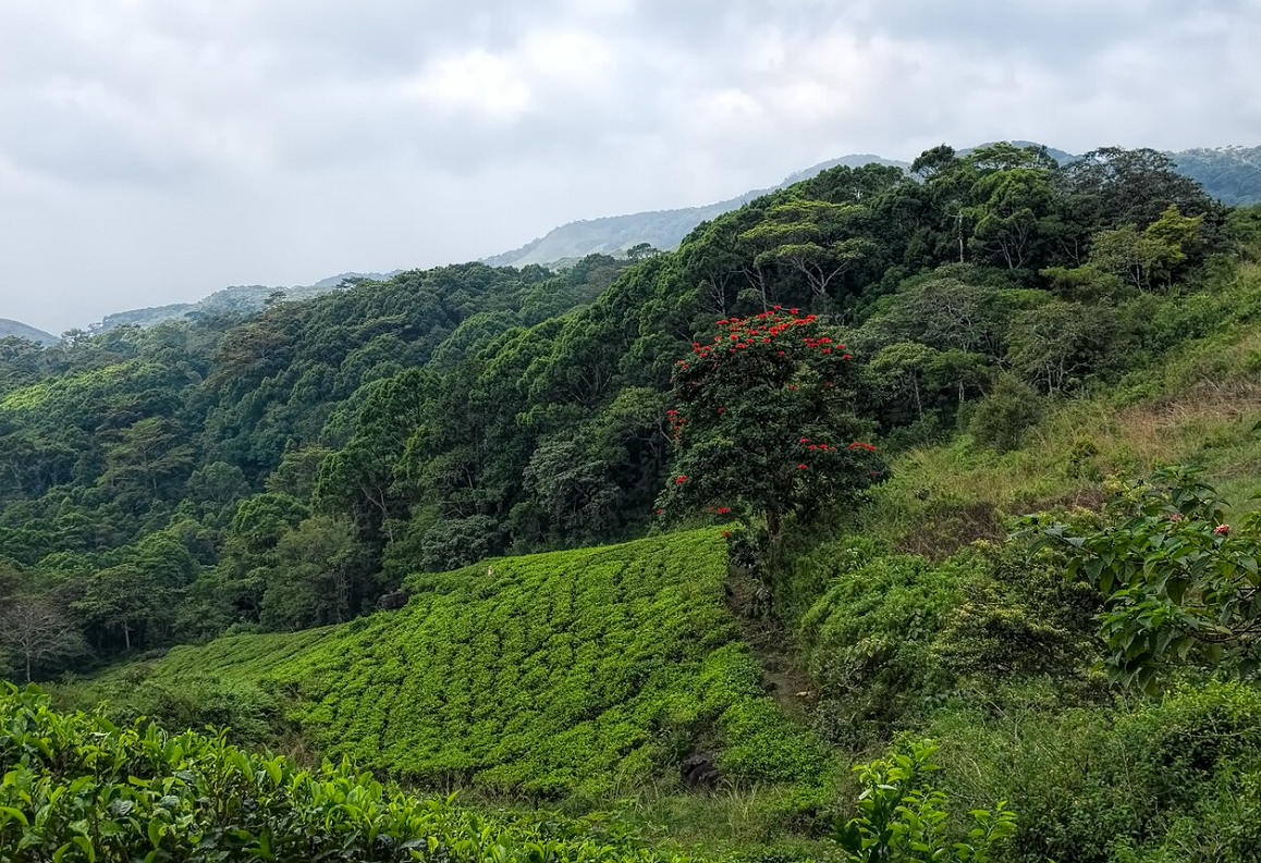 Sinharaja Virgin Rainforest