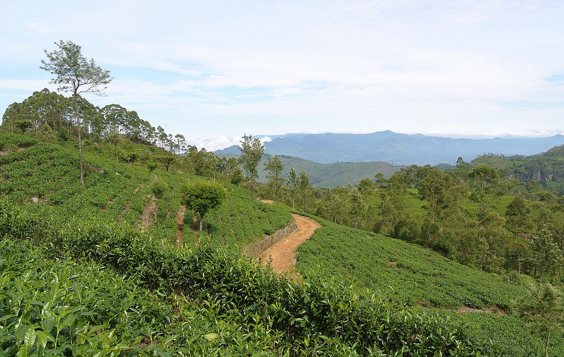 Dambatenne Tea Plantation